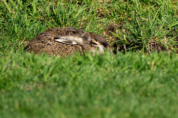 Hare taking cover