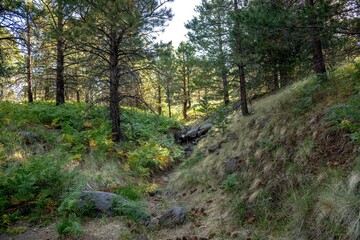 Fototapeta premium Evergreen woods