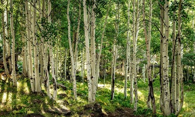 Fototapeta premium Aspens in the forest