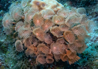 Obraz premium Social Feather Duster