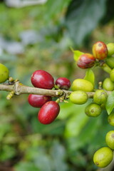 A coffee plant laden with bright green, unripe coffee cherries. The background is blurred with more green leaves and coffee cherries, suggesting a lush, fertile coffee plantation.