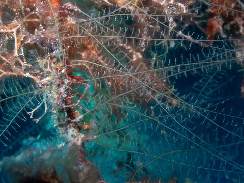 Thread Hydroid