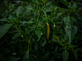 Caterpillar on a leaf