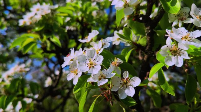 Close-up of white pear flowers with yellow stamens, green leaves, blurred orchard background, sunny daylight. White pear blossoms on tree branches in spring sunlight.