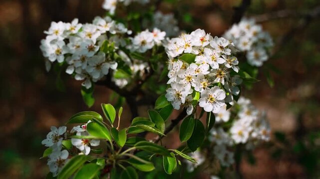 Clusters of small white flowers on a pear tree branch, green leaves, high contrast lighting, dark earthy background. White pear tree blossoms against dark blurred background.