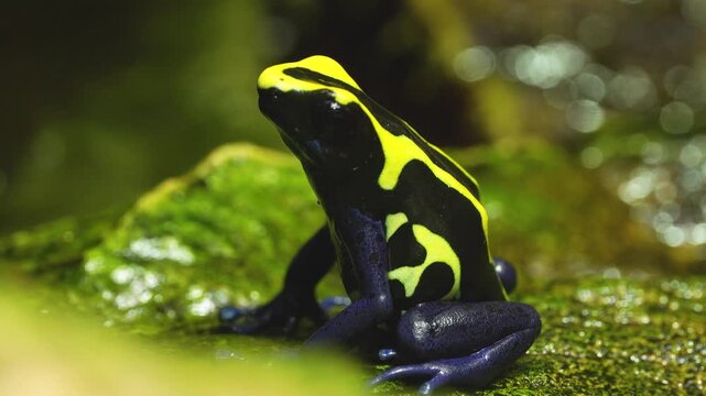 Close up of a yellow, black and blue poison dart frog sitting around on a rock beside river on a cloudy day