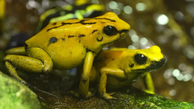 Close up of a yellow and black poison dart frogs sitting around rocks and brathing on a cloudy day