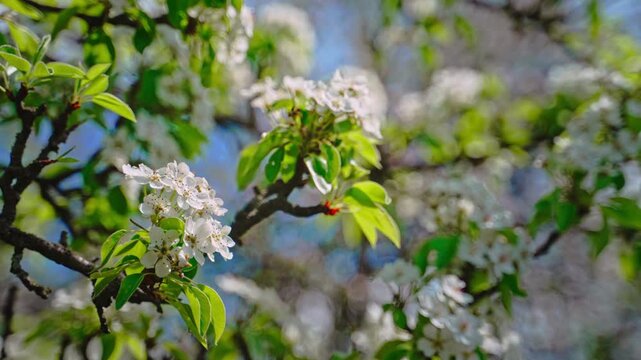 Close-up of pear flowers on a branch, bright sunlight, green leaves, circular bokeh background in blue and green tones. Sunlit white pear blossoms with soft bokeh background.