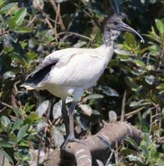 Fototapeta premium Australian white ibis standing in wetland habitat in Australia
