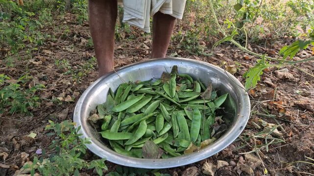 Professional RAW eye level close-up shot of fresh green flat beans (Shim) harvested in a steel bowl in Bangladesh, 4K UHD 30fps.