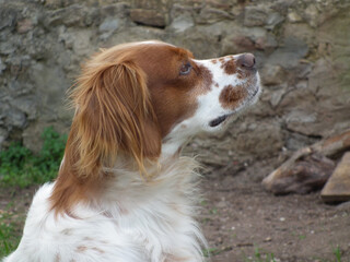 Spaniel breton © Steve Fossiant