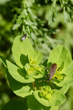 Squash bug and fly resting on green euphorbia plant