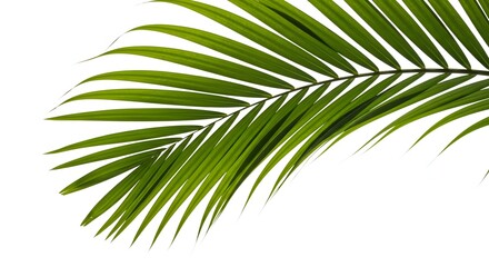 Obraz premium A single vibrant green palm leaf, characterized by its long, slender fronds, gracefully curves against a clean white background, highlighting its natural texture