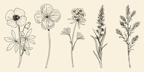 Detailed botanical illustration of various wildflowers and grasses © AnupKumar