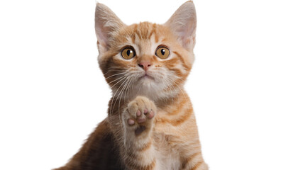 maine coon cat © TeshiNisanya