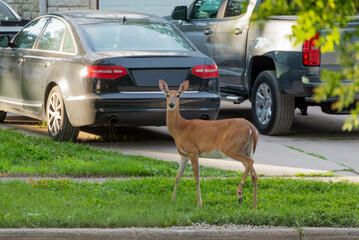 White-tailed Doe Deer Running Through An Urban Yard In Summer In Wisconsin
