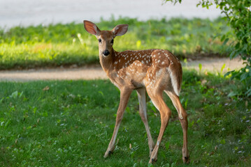White-tailed Fawn Deer Running Through An Urban Yard In Summer In Wisconsin