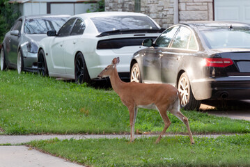 White-tailed Doe Deer Running Through An Urban Yard In Summer In Wisconsin