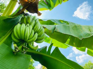 Green banana bunch growing on tree under blue sky, tropical agriculture background. © Sarah Saa
