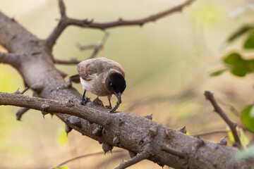 Common bulbul standing on a branch and eating a worm on a hot morning in Victoria Falls, Zimbabwe