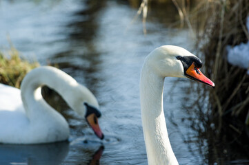Obraz premium swans on the river on the last day of winter