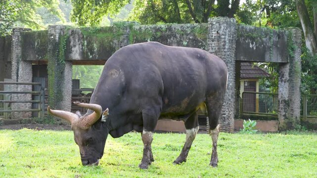 A Black Banteng (Bos Javanicus) cow peacefully grazing on a lush green pasture.