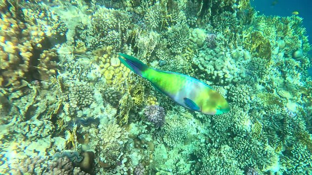 Colorful fish swimming among coral reef underwater. Marine life environment. Diving or snorkeling concept.