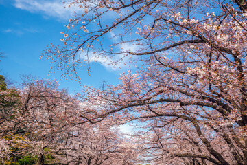 Obraz premium Low Angle View of Cherry Blossom Branches Against a Bright Blue Spring Sky