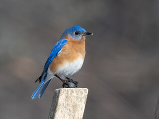 A close up of a colorful male Eastern Bluebird perched up on a post in bright light