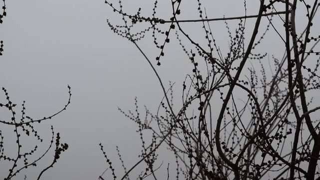 Elm branches with buds sway in the fog from a gust of wind