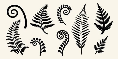 Elegant botanical illustration featuring various black fern fronds and spirals © NaderAli