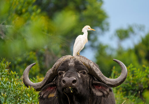 Cape buffalo with a cattle egret perched on its head in Ol pejeta Conservancy, Kenya.