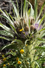 Fototapeta premium Developing flower heads of an elk thistle and cinquefoil wildflowers, Yellowstone National Park