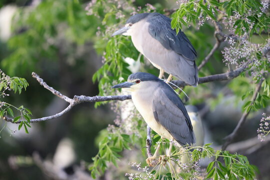Black-crowned night heron (Nycticorax nycticorax) in Japan