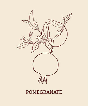 Linear art. Pomegranate fruit. Pomegranate branch with leaves and fruit