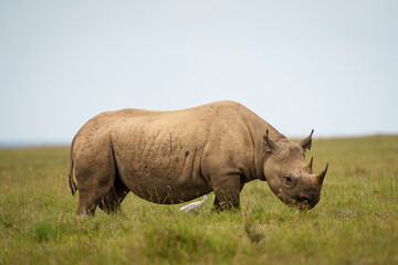 Black rhino in the savanna  © NANCY