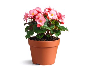 Potted begonia with pink blossoms and green leaves, isolated on a white background