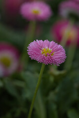 Obraz premium Explore the hidden world of nature through this collection of 13 high-fidelity macro photographs