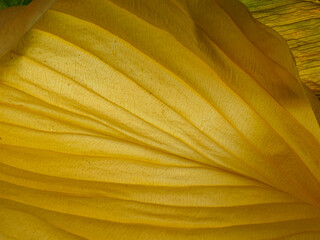 Macro texture of real dried leaves with detailed veins, authentic botanical background