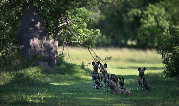 Pack of endangered African Wild Dogs (Lycaon pictus) alert and resting by a termite mound, Botswana
