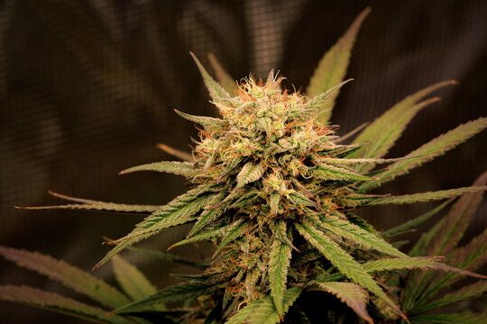 Marijuana Plant Flowering Indoor Cultivation