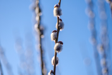 Wiosenne bazie wierzbowe na gałązce w promieniach słońca. Makro miękkich, puszystych kotków wierzby symbolizujących budzącą się naturę i Wielkanoc na rozmytym tle bokeh. © Henryk Niestrój