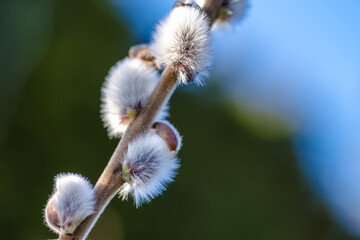 Wiosenne bazie wierzbowe na gałązce w promieniach słońca. Makro miękkich, puszystych kotków wierzby symbolizujących budzącą się naturę i Wielkanoc na rozmytym tle bokeh. © Henryk Niestrój