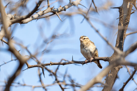 Village indigobird perched during a hot morning in Victoria Falls, Zimbabwe