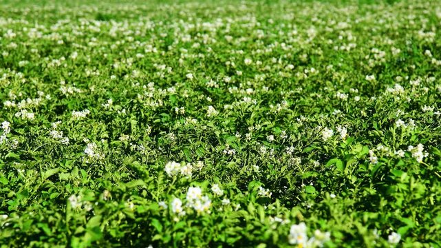 Young green potato bushes with white flowers during the flowering period.