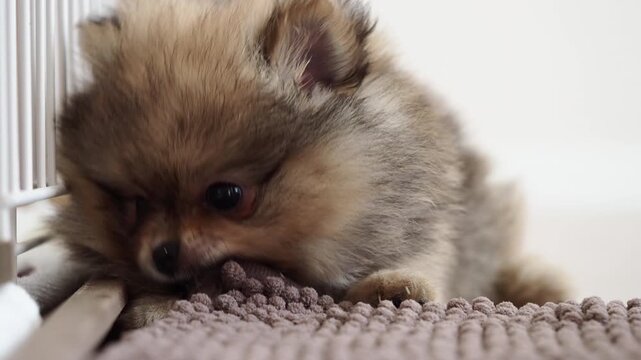 家のリビングで元気で遊んでいる可愛いポメラニアンの子犬の様子