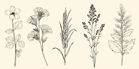 Obraz premium Vintage botanical illustration featuring various wildflowers and grasses