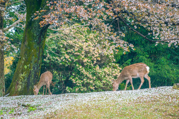 Sacred Sika Deer Grazing under Cherry Blossoms in Nara Park