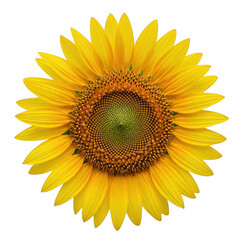 Vibrant sunflower flower isolated on transparent background