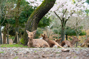 Sacred Sika Deer Grazing under Cherry Blossoms in Nara Park